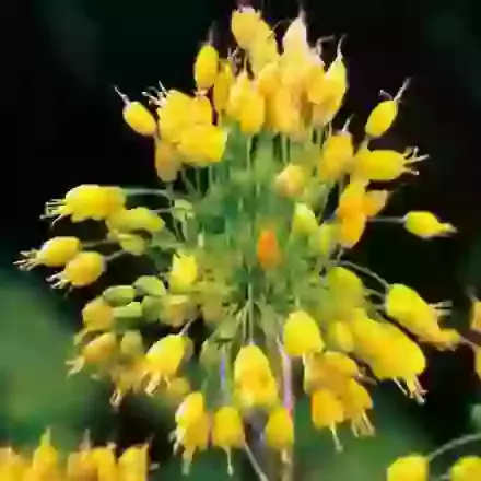 Flavum